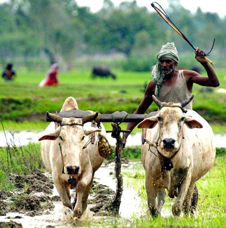 कृषि बिलों के वापसी का दंश झेल रहा बुंदेली किसान, आढ़तियों के हाथों है कमान