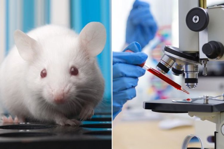 कोरोना के बाद भी नहीं सुधरा चीन, लैब में बनाये वैंपायर चूहे अब इंसानों को अमर बनाने के लिए कर रहा शोध