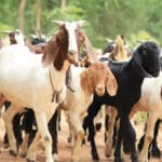 Bakri Palan Yojana: MP सरकार ने पेश की योजना, बकरी पालन से मिलेगी अच्छी आमदनी