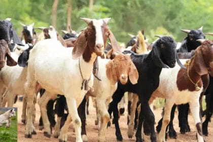 Bakri Palan Yojana: MP सरकार ने पेश की योजना, बकरी पालन से मिलेगी अच्छी आमदनी