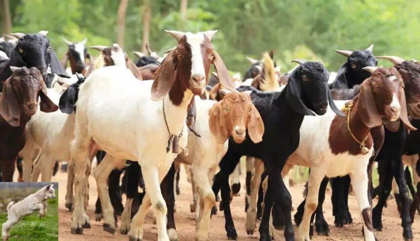 Bakri Palan Yojana: MP सरकार ने पेश की योजना, बकरी पालन से मिलेगी अच्छी आमदनी