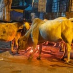 पचमढ़ी से भी ठंडा भोपाल, राजगढ़ में बर्फीली ठंड, ट्रेनों की रफ्तार थमी