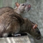 अद्भुत मामला झारखंड से: पुलिस स्टोर का 200 किलो गांजा चूहों ने निगल लिया