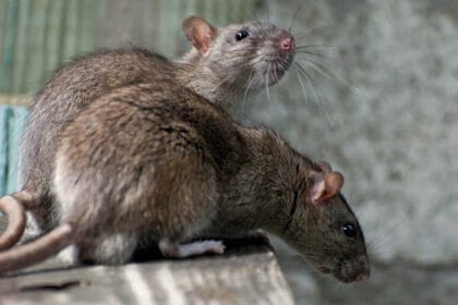 अद्भुत मामला झारखंड से: पुलिस स्टोर का 200 किलो गांजा चूहों ने निगल लिया