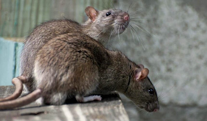 अद्भुत मामला झारखंड से: पुलिस स्टोर का 200 किलो गांजा चूहों ने निगल लिया