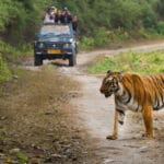 टाइगर रिज़र्व सफारी के लिए धोखाधड़ी से बचने के लिए करें MPOnline.gov.in से बुकिं