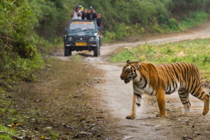 टाइगर रिज़र्व सफारी के लिए धोखाधड़ी से बचने के लिए करें MPOnline.gov.in से बुकिं