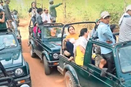 जंगल में नए साल का रोमांच, एमपी के टाइगर रिज़र्व में 10 दिनों तक पर्यटकों की रिक