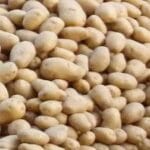 आलू की कीमतों में ऐतिहासिक गिरावट से हाहाकार, हरियाणा के किसान संकट में; BKU ने