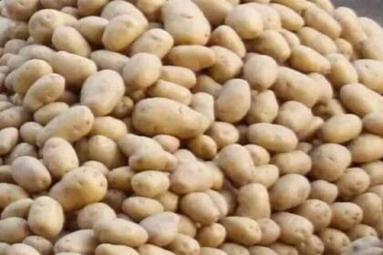 आलू की कीमतों में ऐतिहासिक गिरावट से हाहाकार, हरियाणा के किसान संकट में; BKU ने