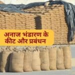 धान भंडारण में सूखत एवं कीट-जनित क्षय: वैज्ञानिक एवं स्वाभाविक प्रक्रिया