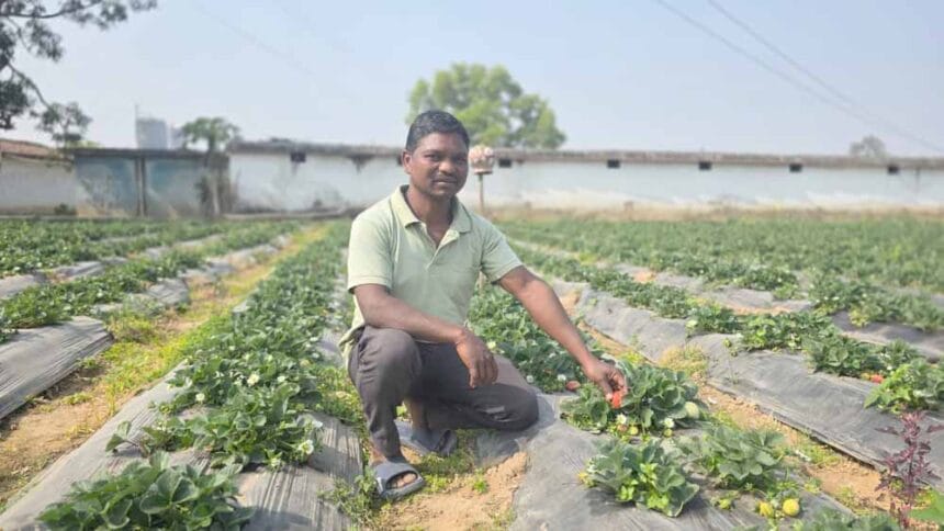 उद्यानिकी खेती से बदली किसान की आर्थिक तस्वीर, धान की तुलना में स्ट्रॉबेरी की खे