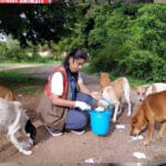 इंदौर में डॉग फीडिंग के नियमों में बदलाव, निगम ने 172 फूड प्वाइंट्स तय कर सख्त ग