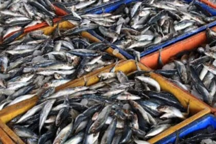 भारत ने अमेरिकी टैरिफ पर भारी जीत हासिल की, सीफूड निर्यात में 21% की बढ़ोतरी