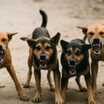 MP में कुत्तों और मवेशियों का ‘आतंक’ खत्म होगा, स्कूल और अस्पतालों के बाहर बनाई