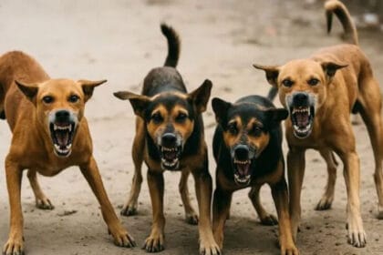 MP में कुत्तों और मवेशियों का ‘आतंक’ खत्म होगा, स्कूल और अस्पतालों के बाहर बनाई