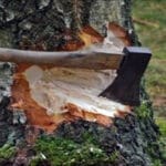 NGT ने पूछा जवाब: मध्य प्रदेश में 15 लाख पेड़ों की कटाई का प्रस्ताव चर्चा में