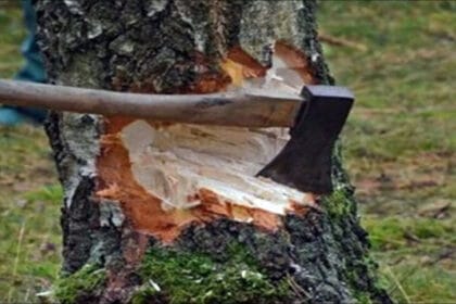 NGT ने पूछा जवाब: मध्य प्रदेश में 15 लाख पेड़ों की कटाई का प्रस्ताव चर्चा में