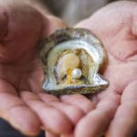 कानपुर में खेती के साथ मोती उत्पादन, एक सीप से ₹200 तक का लाभ, 50% सब्सिडी का फा