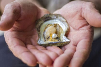 कानपुर में खेती के साथ मोती उत्पादन, एक सीप से ₹200 तक का लाभ, 50% सब्सिडी का फा