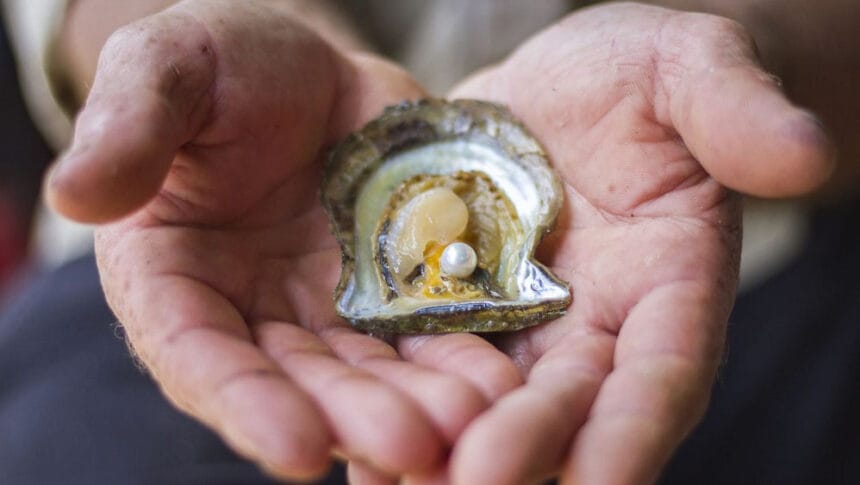 कानपुर में खेती के साथ मोती उत्पादन, एक सीप से ₹200 तक का लाभ, 50% सब्सिडी का फा