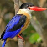 रायपुर: बारनवापारा अभयारण्य में मिला दुर्लभ ब्लैक-कैप्ड किंगफिशर, छत्तीसगढ़ का द