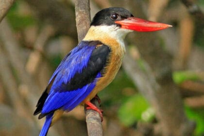 रायपुर: बारनवापारा अभयारण्य में मिला दुर्लभ ब्लैक-कैप्ड किंगफिशर, छत्तीसगढ़ का द