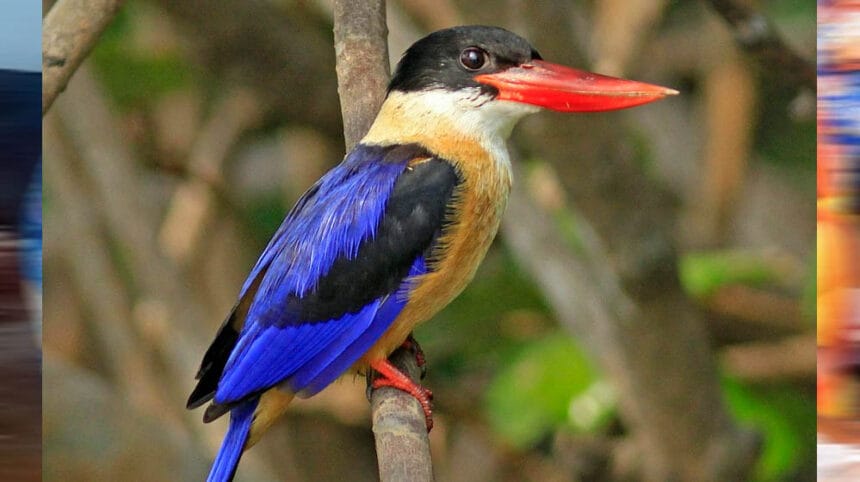 रायपुर: बारनवापारा अभयारण्य में मिला दुर्लभ ब्लैक-कैप्ड किंगफिशर, छत्तीसगढ़ का द