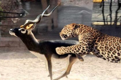 नौरादेही अभ्यारण्य में अफ्रीकी चीते के लिए काले हिरणों की खास डिश, शिकार की तैया