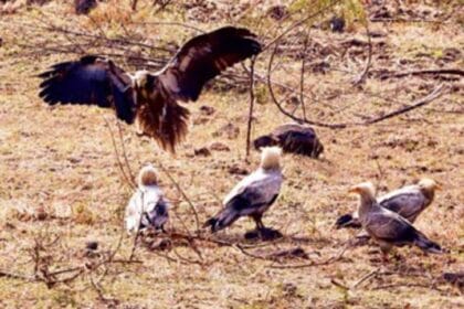 इंदौर में सफेद गिद्धों की बढ़ी संख्या, 9 साल बाद हुआ ‘आकाश के रक्षक’ का आगमन