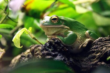 कैंसर पर नई उम्मीद: जापानी ट्री फ्रॉग से खोजा गया ताकतवर ड्रग