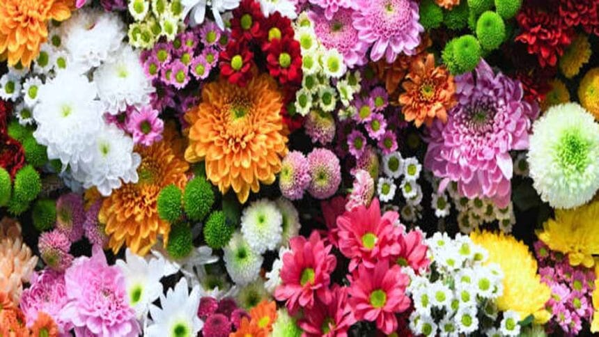 सिंहस्थ की तैयारी: उज्जैन में 100 एकड़ में फूलों का विशाल क्लस्टर, 30 जनवरी को भ