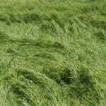 CM मोहन यादव का आदेश: किसानों को मिलेगा फसल का मुआवजा, अधिकारी कर रहे आकलन