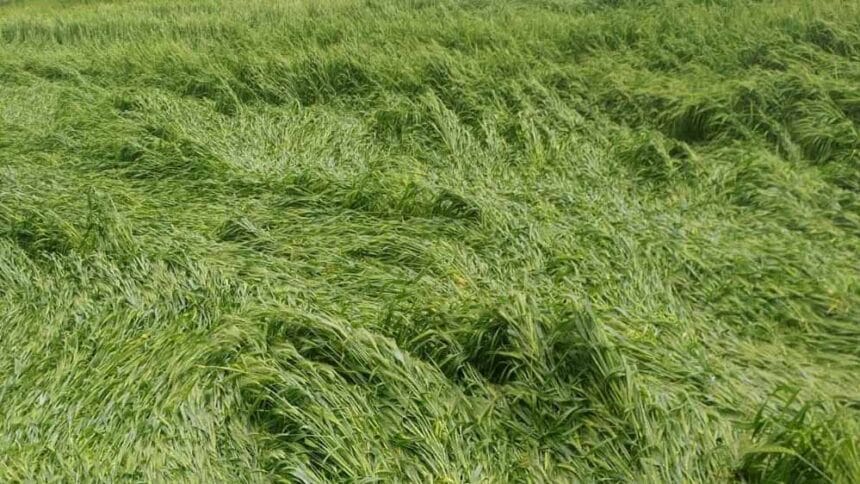 CM मोहन यादव का आदेश: किसानों को मिलेगा फसल का मुआवजा, अधिकारी कर रहे आकलन