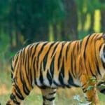 दशकों की खामोशी टूटी: बस्तर के जंगलों में फिर दर्ज हुई बाघ की मौजूदगी