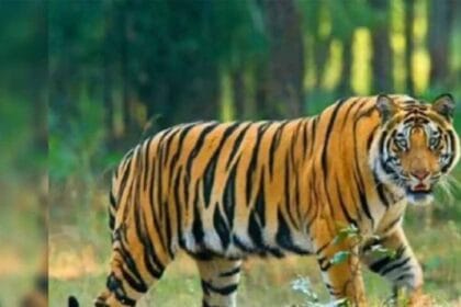 दशकों की खामोशी टूटी: बस्तर के जंगलों में फिर दर्ज हुई बाघ की मौजूदगी