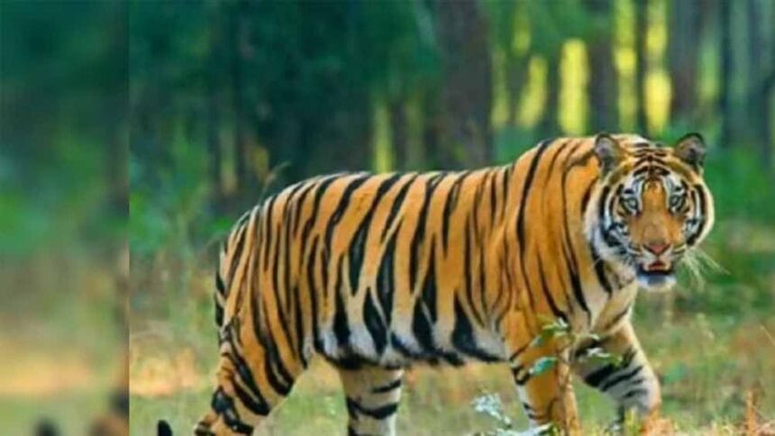 दशकों की खामोशी टूटी: बस्तर के जंगलों में फिर दर्ज हुई बाघ की मौजूदगी