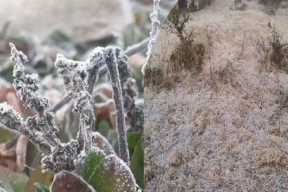 छत्तीसगढ़ में शीतलहर का अलर्ट: अंबिकापुर में 3.5°C पारा, अगले 2 दिन और गिरेगा ता