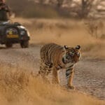 625 KM लंबा ‘टाइगर टूरिज्म कॉरिडोर’ बनेगा MP में, पेंच, कान्हा, बांधवगढ़ और पन्न