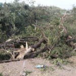 अयोध्या बायपास के लिए 8 हजार पेड़ों की कटाई पर NGT की रोक, भोपाल की सांसे अब नही