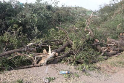 अयोध्या बायपास के लिए 8 हजार पेड़ों की कटाई पर NGT की रोक, भोपाल की सांसे अब नही