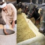 बिहार में भैंस पालन पर 75 प्रतिशत तक सब्सिडी