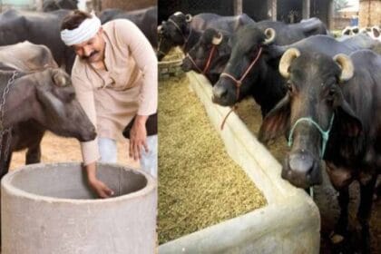 बिहार में भैंस पालन पर 75 प्रतिशत तक सब्सिडी