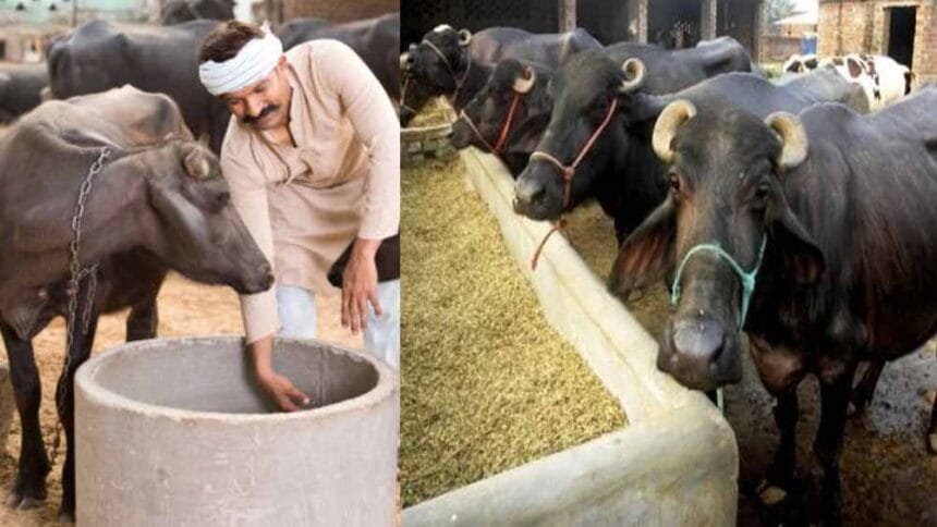 बिहार में भैंस पालन पर 75 प्रतिशत तक सब्सिडी