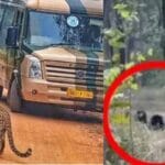 राजगीर के जू सफारी में ठंड से राहत पाने सनबाथ करते दिखे शेर-बाघ-भालू