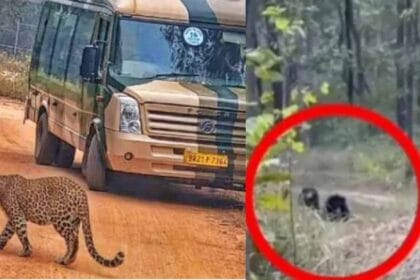 राजगीर के जू सफारी में ठंड से राहत पाने सनबाथ करते दिखे शेर-बाघ-भालू