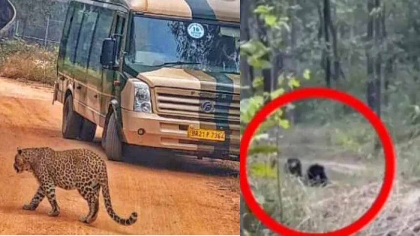 राजगीर के जू सफारी में ठंड से राहत पाने सनबाथ करते दिखे शेर-बाघ-भालू