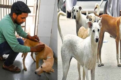 मेडिकल कॉलेज अस्पतालों में गिने जाएंगे आवारा कुत्ते