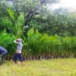 ऑयल पाम की खेती में अतिरिक्त अनुदान से किसानों की बढ़ेगी आय