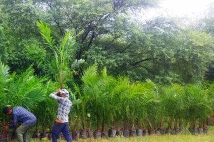 ऑयल पाम की खेती में अतिरिक्त अनुदान से किसानों की बढ़ेगी आय